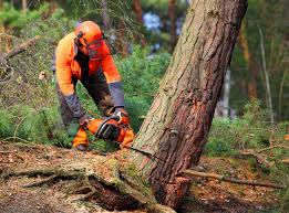 Best Seasonal Cleanup (Spring/Fall)  in Corcoran, MN