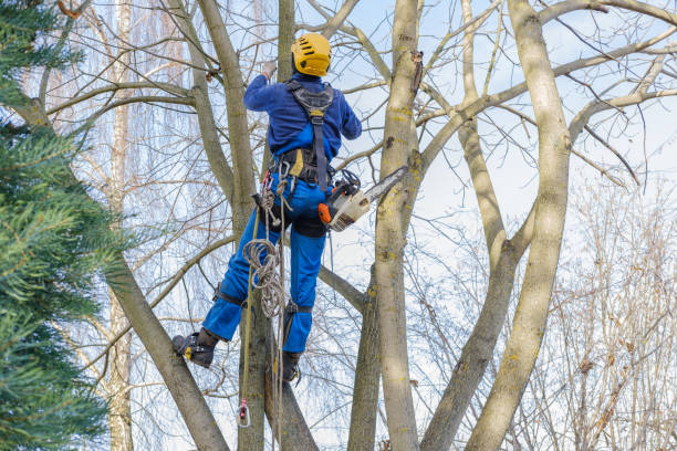 How Our Tree Care Process Works  in  Corcoran, MN