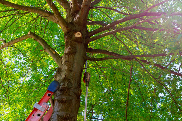 Professional Tree Services in Corcoran, MN